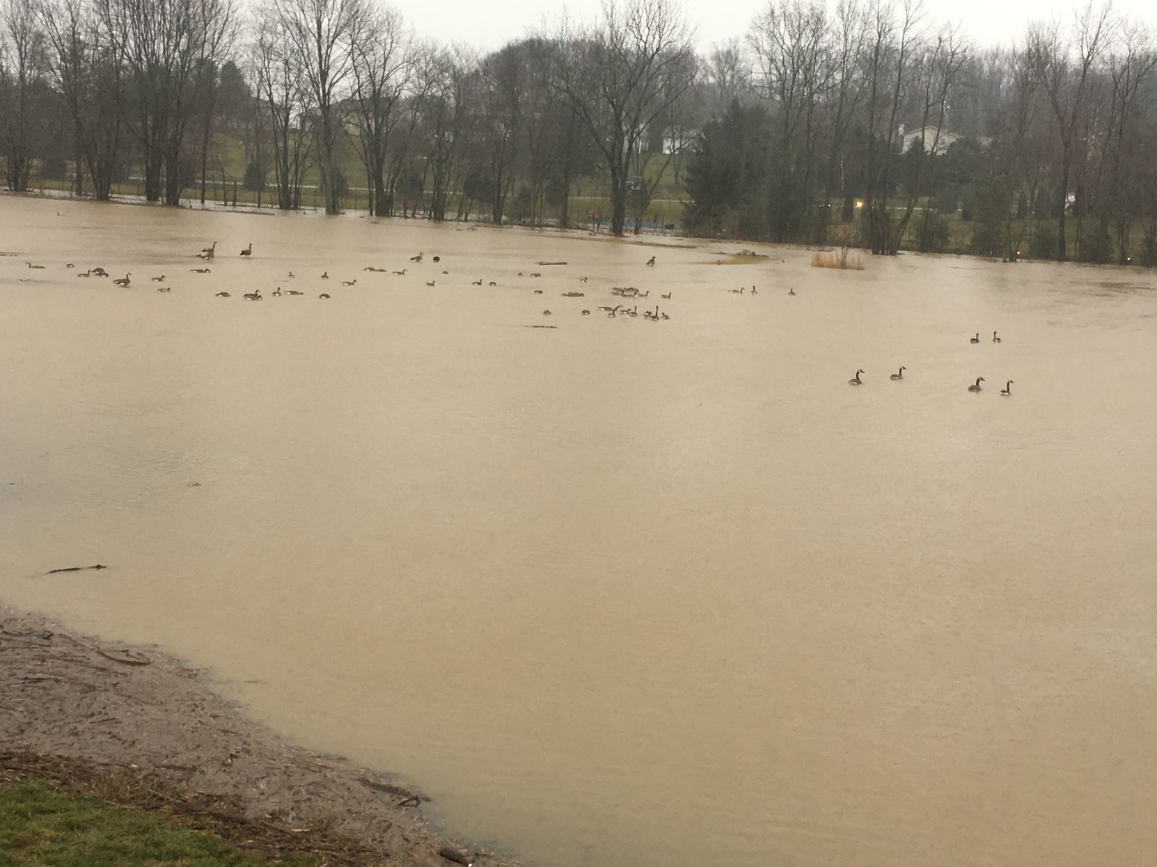 Flood